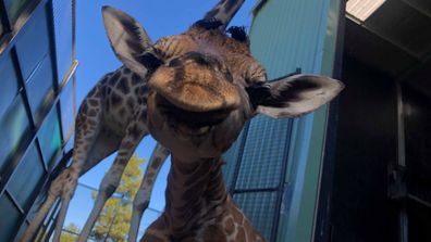 190702 Australia National Zoo Aquarium baby giraffe birth announcement wildlife animals news ACT
