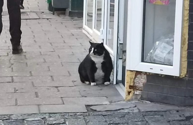 Gacek the cat is the most popular tourist attraction in Szczecin, Poland. 