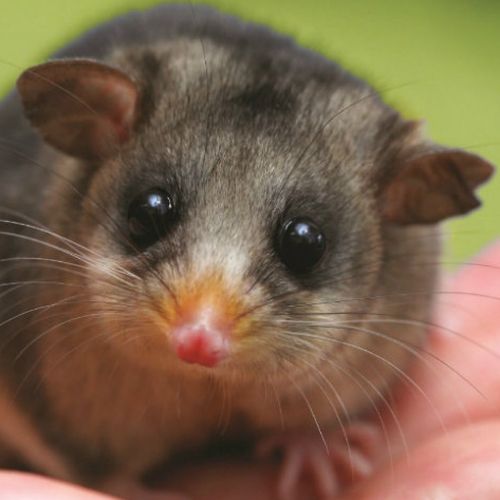 The Australian government is donating $10,000 to the preservation of the mountain pygmy-possum in honour of the birth of the Princess Cambridge.