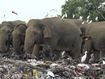 Photos of the week: Landfill killing elephants at an alarming rate