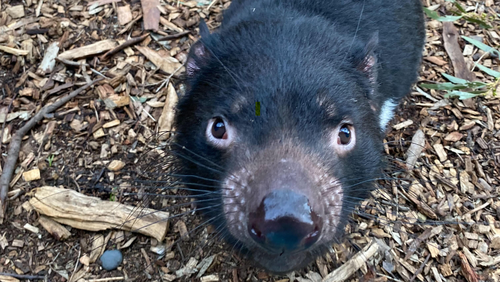 A woman has been left stunned after a Tasmanian devil ran away with her phone.