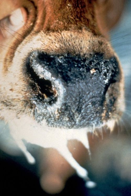 Excessive drooling is seen in a cow affected by foot and mouth disease.