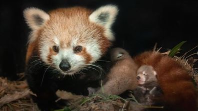 Australia Zoo red panda cubs