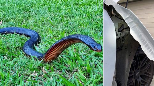 Snakes like small, confined spaces and can get into places that seem impossible. This highly dangerous red-bellied black snake is hidden in the above right photo, and snake catchers had to open up the car to get it out.