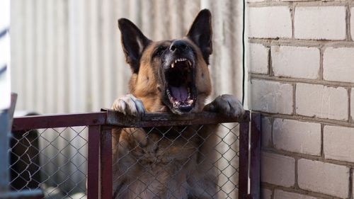 Służba podała, że ​​liczba ataków na psy wzrosła o ponad 50 procent, średnio siedem incydentów dziennie.