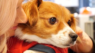 National bring your dog to work day