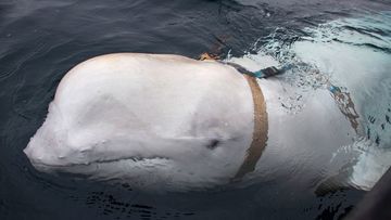 A beluga whale swims next to a fishing boat in Norwegian waters.