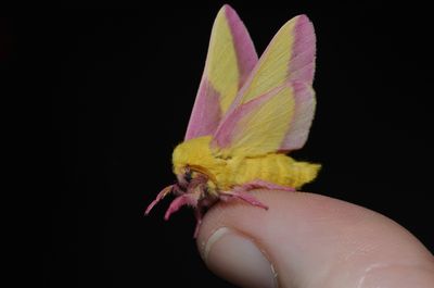<strong>Rosy maple moth</strong>