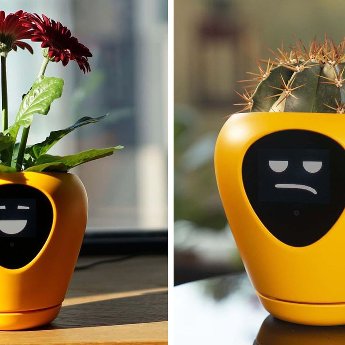 What the Lua Planter: Smart pot will tell you if your is happy and healthy through app