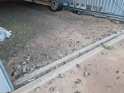 Dozens of dead rodents in Coonamble. mouse plague