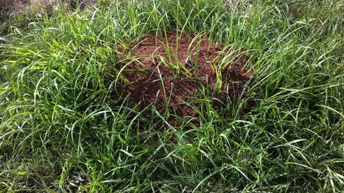 A fire ant nest in Queensland.