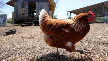Chickens were only domesticated about 1500 BC, a new study has found.