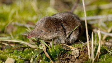 Scientists believe the virus may have spread directly or indirectly to people from shrews — small mole-like mammals found in a wide variety of habitats.