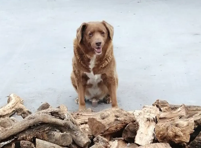 World's Oldest Dog Guinness World Records