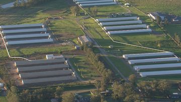 B﻿ird flu has been detected at a commercial egg farm in Sydney&#x27;s Hawkesbury region.