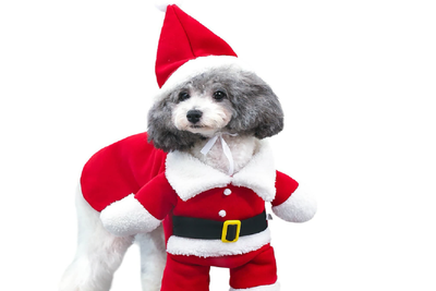 Classic Santa suit for smaller dogs