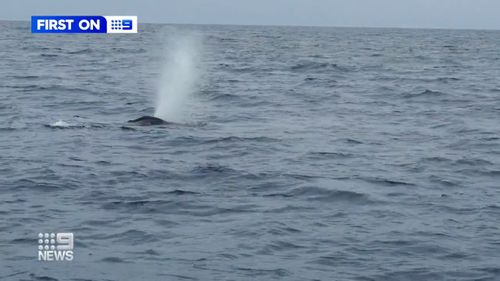 They are now travelling south, but have chosen to feed in Kangaroo Island along their journey.