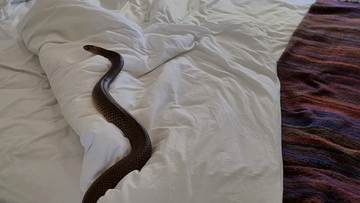 The large eastern brown snake was found resting in a Queensland bed. 