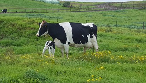 NSW dairy farmer Gavin Moore's land before the drought hit.