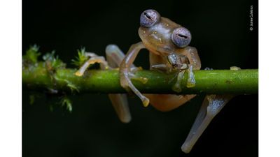 Manduriacu Glass Frog 
