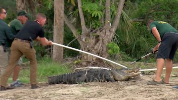 A team works to capture an alligator in Florida