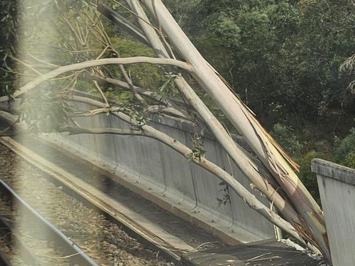 NSW Transport is trying to arrange replacement buses between East Hills and Glenfield due to a tree blocking the tracks at Holsworthy.