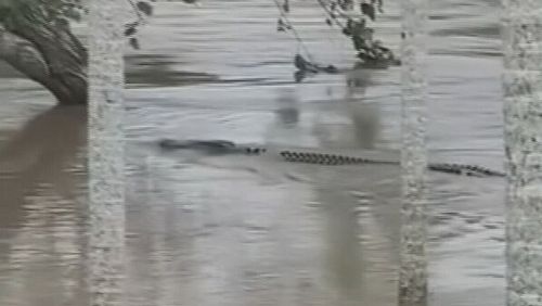 Remarkable stories have also emerged of local heroes navigating crocodile-infested waters to help strangers stuck in trees. Queensland floods.