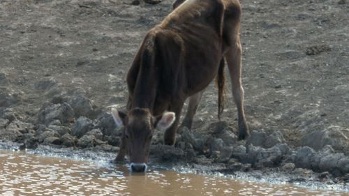 Brett Hayter's dams in Wollondilly, NSW, are fast drying up amid the devastating drought.