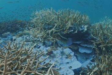Great Barrier Reef bleaching 