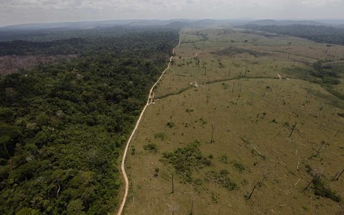 Bundchen claimed there has been a 13 percent increase in Amazon deforestation.