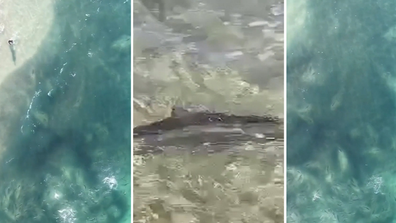 Un groupe de requins a été repéré à quelques mètres du rivage sur une plage du Queensland.