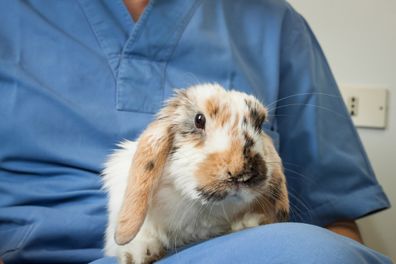 Veterinarian with an orange and white rabbit