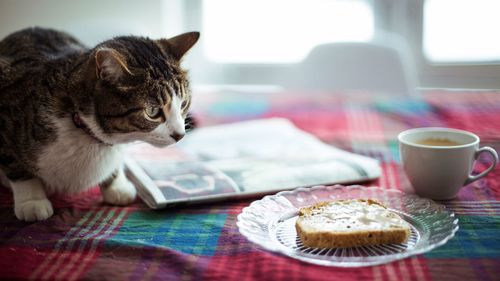 Foods cats can eat but probably shouldn't