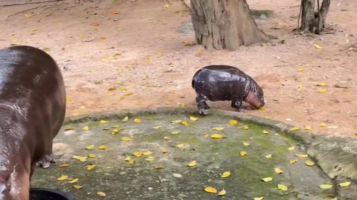 Moo Deng the viral pygmy hippo