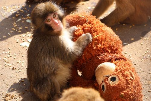 Punch, um macaco macaco solitário de sete meses de idade, tocou milhões de pessoas em todo o mundo. ﻿