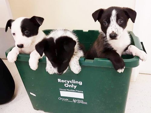 Heroic UK dog alerts owner to puppies abandoned in recycling bin