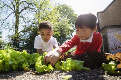 A low angle of two schoolboys planting seedlings and doing gardening together in the school garden. They are gardening on a beautiful clear sunny day a perfect day for some outdoor learning.