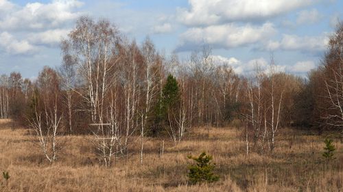 A large proportion of the trees in the Red Forest were bulldozed and buried in "waste graveyards". This photo taken 30 years after the disaster shows some small green trees which have regrown. 