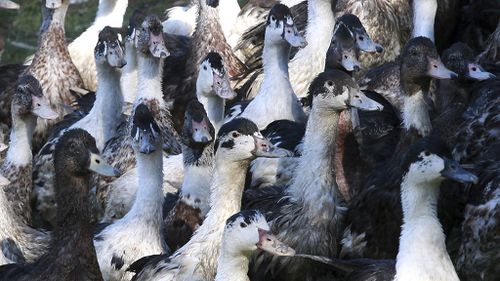 France to cull 800,000 ducks following bird flu outbreak