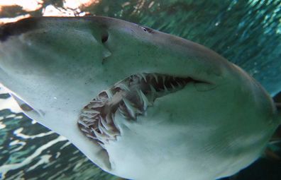 Close up of shark at Shark Dive Xtreme at Sea Life Sydney Aquarium