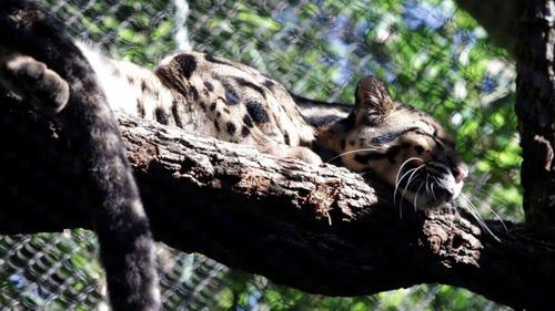 Nova si macan dahan bersandar di dahan pohon di kandang di Kebun Binatang Dallas.