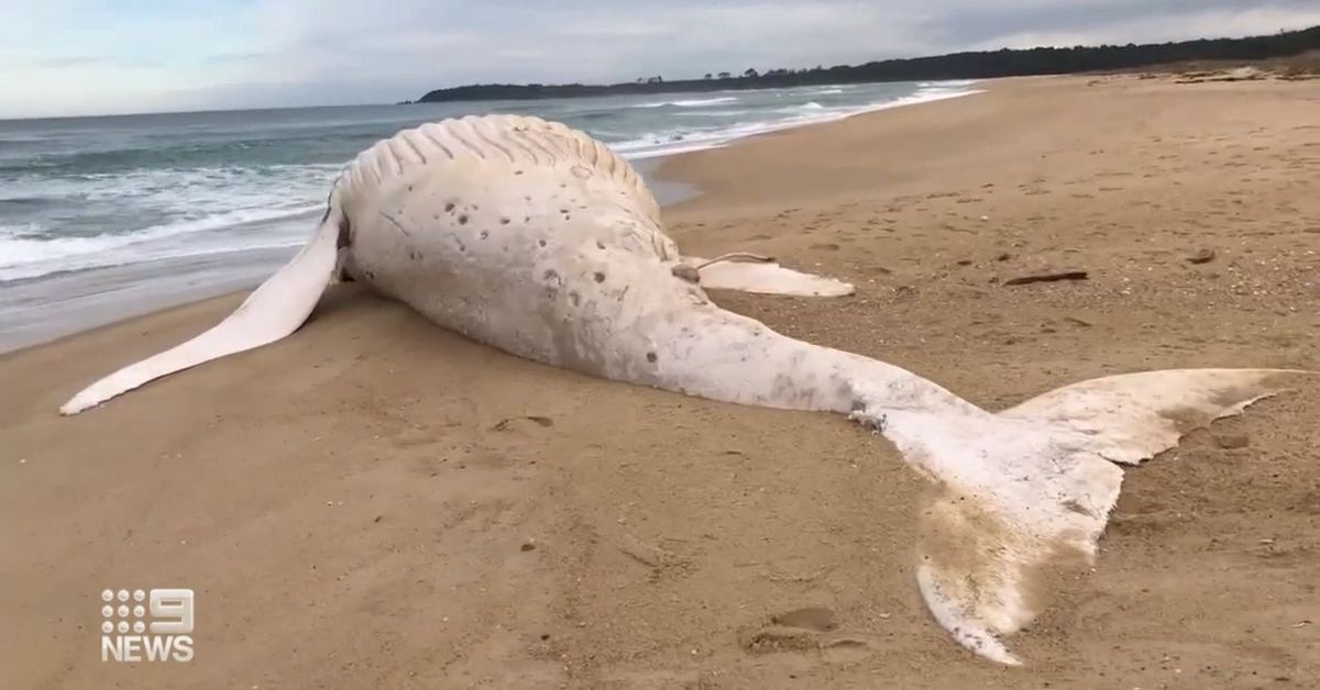 Scientists Say White Whale Carcass That Washed Up on Victorian Beach is Not Well-Known Albino Humpback Migaloo