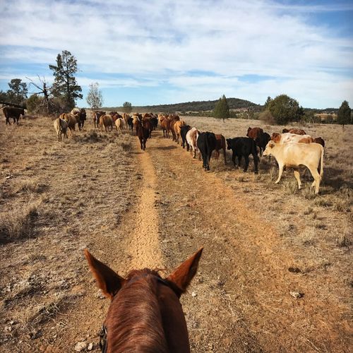 The Warialda region has been officially placed on drought watch. (Photo: Elizabeth Hollow)