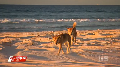Dingo experts say the number one problem causing dingoes to behave badly is human interaction.