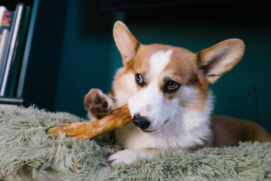 Material of the stick is coffee wood, which is healthy for dogs, dog chewing