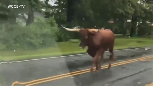 A bull is on the loose in North Carolina after it escaped during severe weather. 