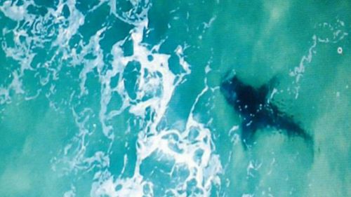 Shark spotted yesterday off  the coast near Newcastle. (Supplied)
