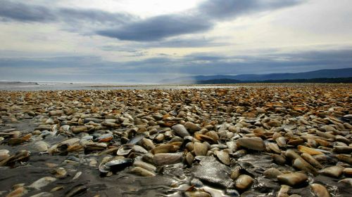 Wave of dead sea creatures hits Chile's beaches