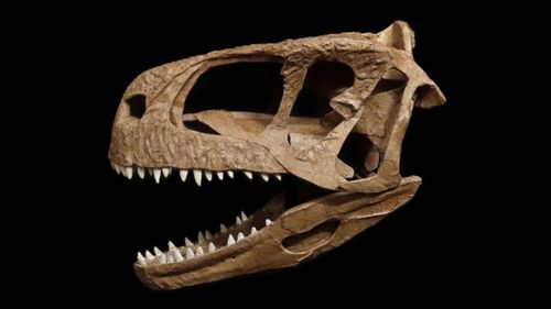 A reconstruction of the dinosaur's skull.