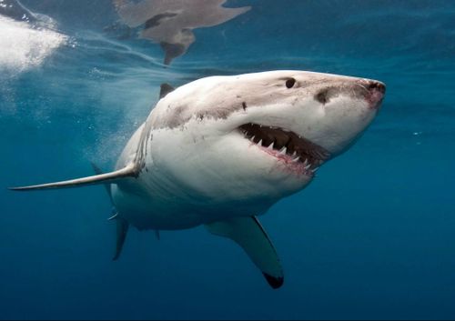 A DNA test revealed the shark that attacked him was a great white.